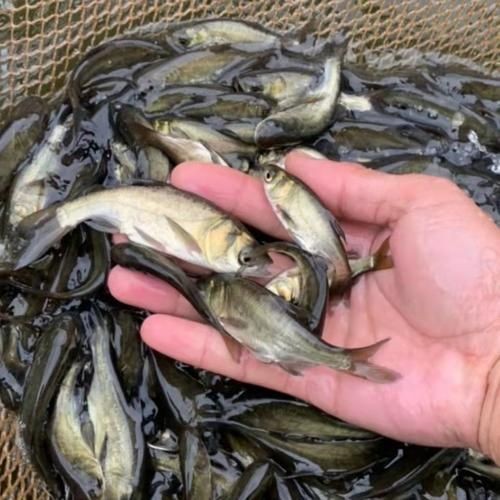 汗鯊和球鯊圖片對比：成吉思汗鯊與球鯊的形態特征對比分析