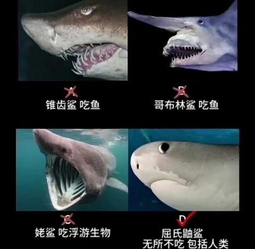 汗鯊和球鯊圖片對比：成吉思汗鯊與球鯊的形態特征對比分析