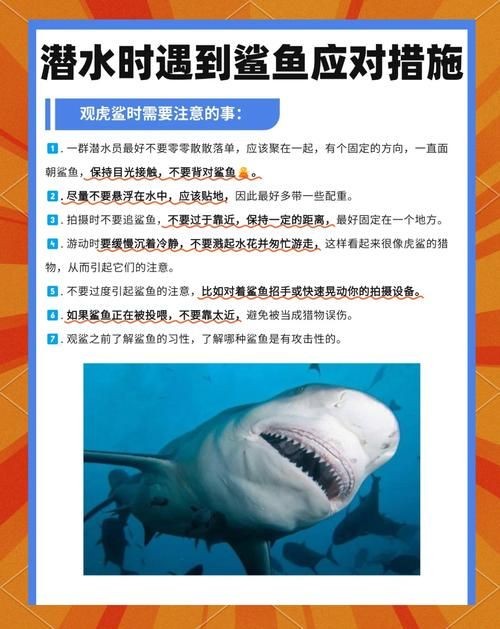 汗鯊和球鯊圖片對比：成吉思汗鯊與球鯊的形態特征對比分析