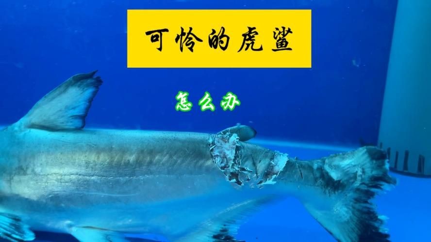 汗鯊和球鯊圖片對比：成吉思汗鯊與球鯊的形態特征對比分析