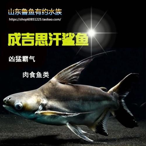 汗鯊和球鯊圖片對比：成吉思汗鯊與球鯊的形態特征對比分析