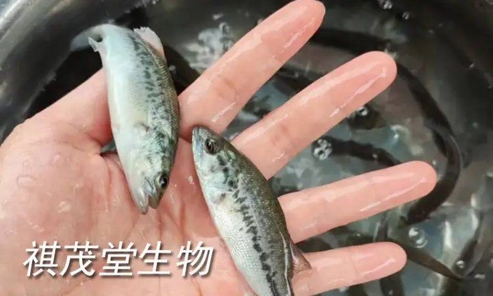 狗魚為何盡量少吃：如何科學飼養皇冠豹魚 狗魚為何盡量少吃：如何科學飼養皇冠豹魚 龍魚論壇 第5張