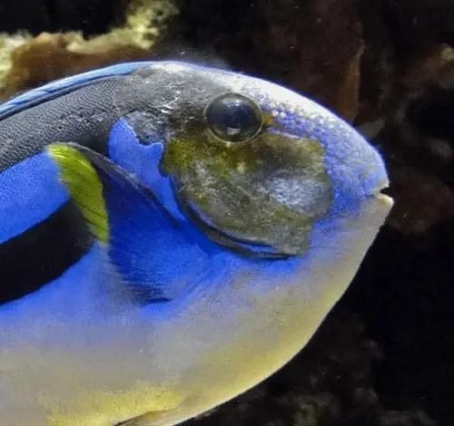 狗魚為何盡量少吃：如何科學飼養皇冠豹魚 狗魚為何盡量少吃：如何科學飼養皇冠豹魚 龍魚論壇 第7張