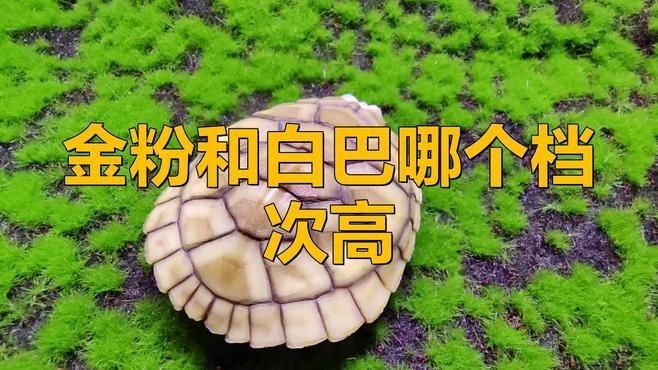 金粉和白巴哪個好看：白巴與金粉的區別