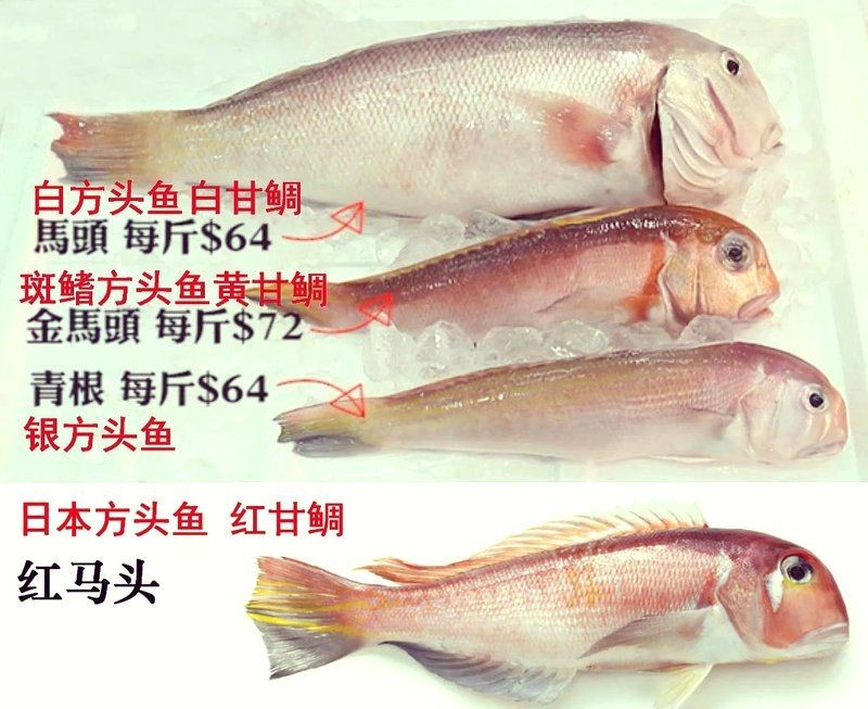 廣東各種魚粵語叫法:廣東地區常見魚類名稱及其特點馬頭魚的粵語名稱匯總 龍魚論壇 第9張 廣東各種魚粵語叫法:廣東地區常見魚類名稱及其特點馬頭魚的粵語名稱匯總 廣東各種魚粵語叫法:廣東地區常見魚類名稱及其特點馬頭魚的粵語名稱匯總 龍魚論壇 第9張