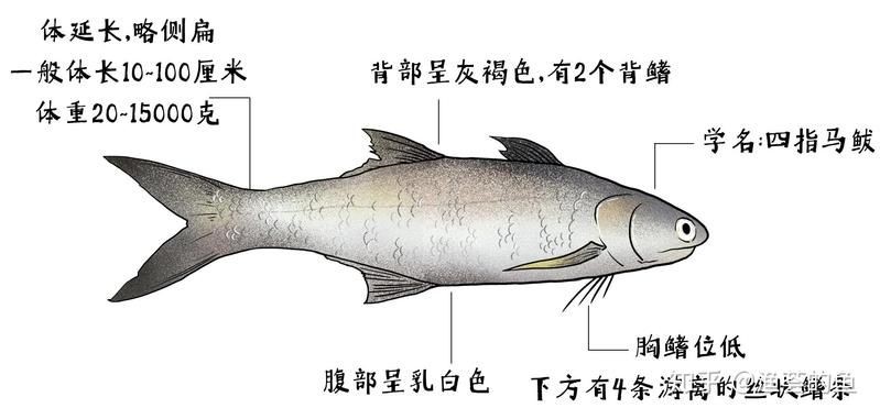 廣東各種魚粵語叫法:廣東地區常見魚類名稱及其特點馬頭魚的粵語名稱匯總 龍魚論壇 第11張 廣東各種魚粵語叫法:廣東地區常見魚類名稱及其特點馬頭魚的粵語名稱匯總 廣東各種魚粵語叫法:廣東地區常見魚類名稱及其特點馬頭魚的粵語名稱匯總 龍魚論壇 第11張