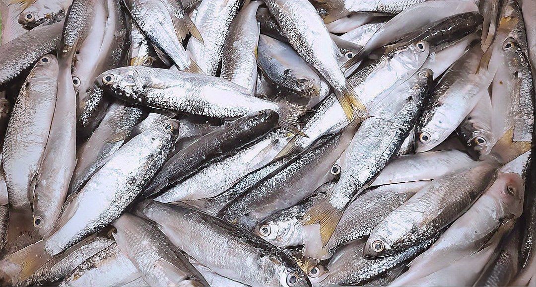 廣東各種魚粵語叫法:廣東地區常見魚類名稱及其特點馬頭魚的粵語名稱匯總 龍魚論壇 第7張 廣東各種魚粵語叫法:廣東地區常見魚類名稱及其特點馬頭魚的粵語名稱匯總 廣東各種魚粵語叫法:廣東地區常見魚類名稱及其特點馬頭魚的粵語名稱匯總 龍魚論壇 第7張