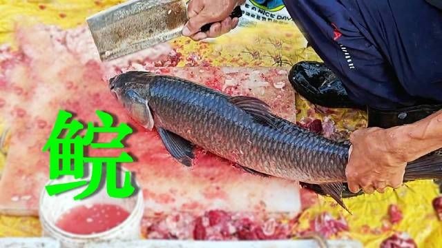 廣東各種魚粵語叫法:廣東地區常見魚類名稱及其特點馬頭魚的粵語名稱匯總 龍魚論壇 第3張 廣東各種魚粵語叫法:廣東地區常見魚類名稱及其特點馬頭魚的粵語名稱匯總 廣東各種魚粵語叫法:廣東地區常見魚類名稱及其特點馬頭魚的粵語名稱匯總 龍魚論壇 第3張
