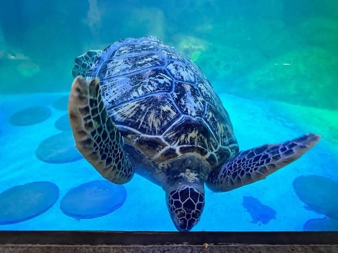 海洋動物圖片大全：*《海洋動物圖片大全》匯聚全球海洋生態系統中極具代表性的動物影像