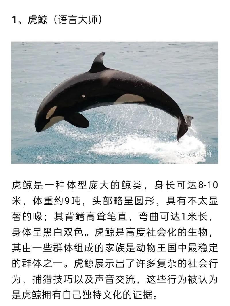 海洋動物圖片大全：*《海洋動物圖片大全》匯聚全球海洋生態系統中極具代表性的動物影像