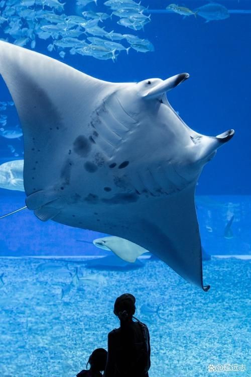 海洋動物圖片大全：*《海洋動物圖片大全》匯聚全球海洋生態系統中極具代表性的動物影像