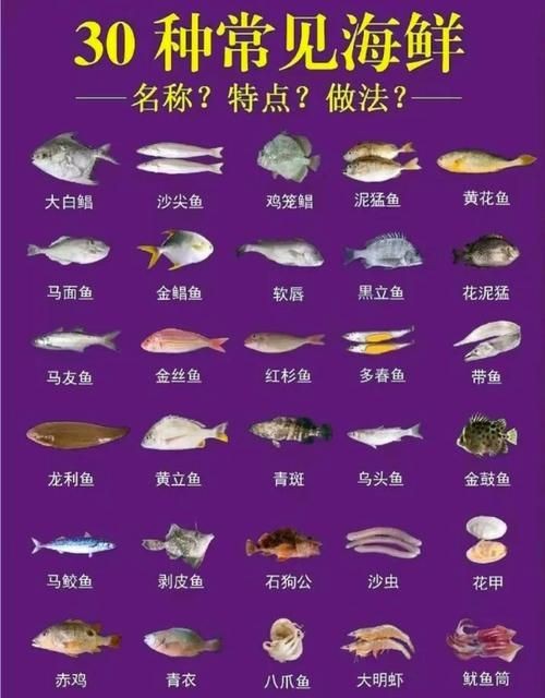 海洋動物圖片大全：*《海洋動物圖片大全》匯聚全球海洋生態系統中極具代表性的動物影像