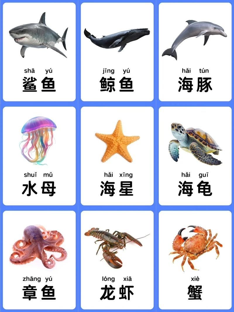 海洋動物圖片大全：*《海洋動物圖片大全》匯聚全球海洋生態系統中極具代表性的動物影像