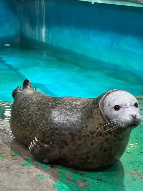 海洋動物圖片大全：*《海洋動物圖片大全》匯聚全球海洋生態系統中極具代表性的動物影像