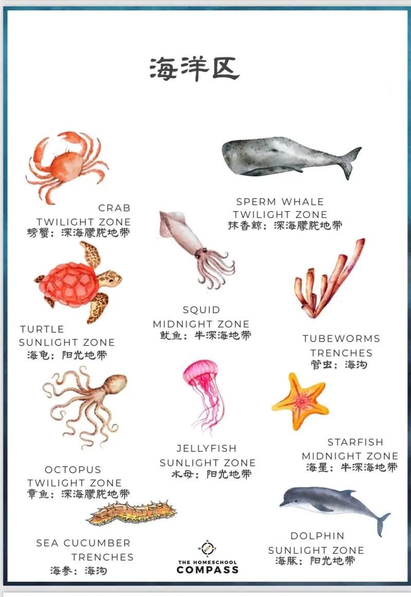 海洋動物圖片大全：*《海洋動物圖片大全》匯聚全球海洋生態系統中極具代表性的動物影像
