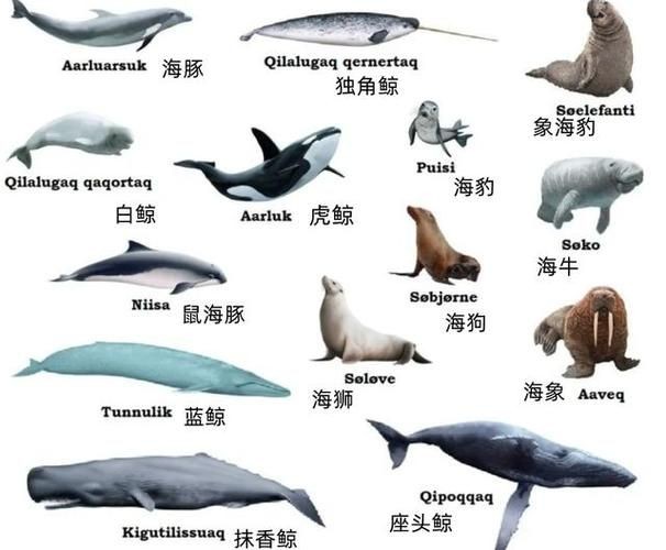 海洋動物圖片大全：*《海洋動物圖片大全》匯聚全球海洋生態系統中極具代表性的動物影像