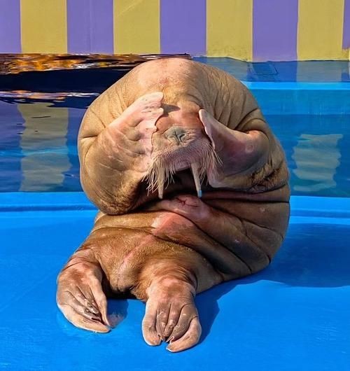 海洋動物圖片大全：*《海洋動物圖片大全》匯聚全球海洋生態系統中極具代表性的動物影像