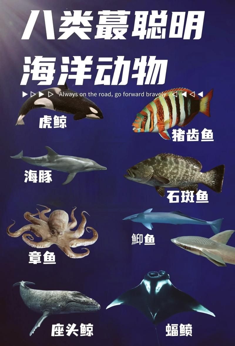 海洋動物圖片大全：*《海洋動物圖片大全》匯聚全球海洋生態系統中極具代表性的動物影像