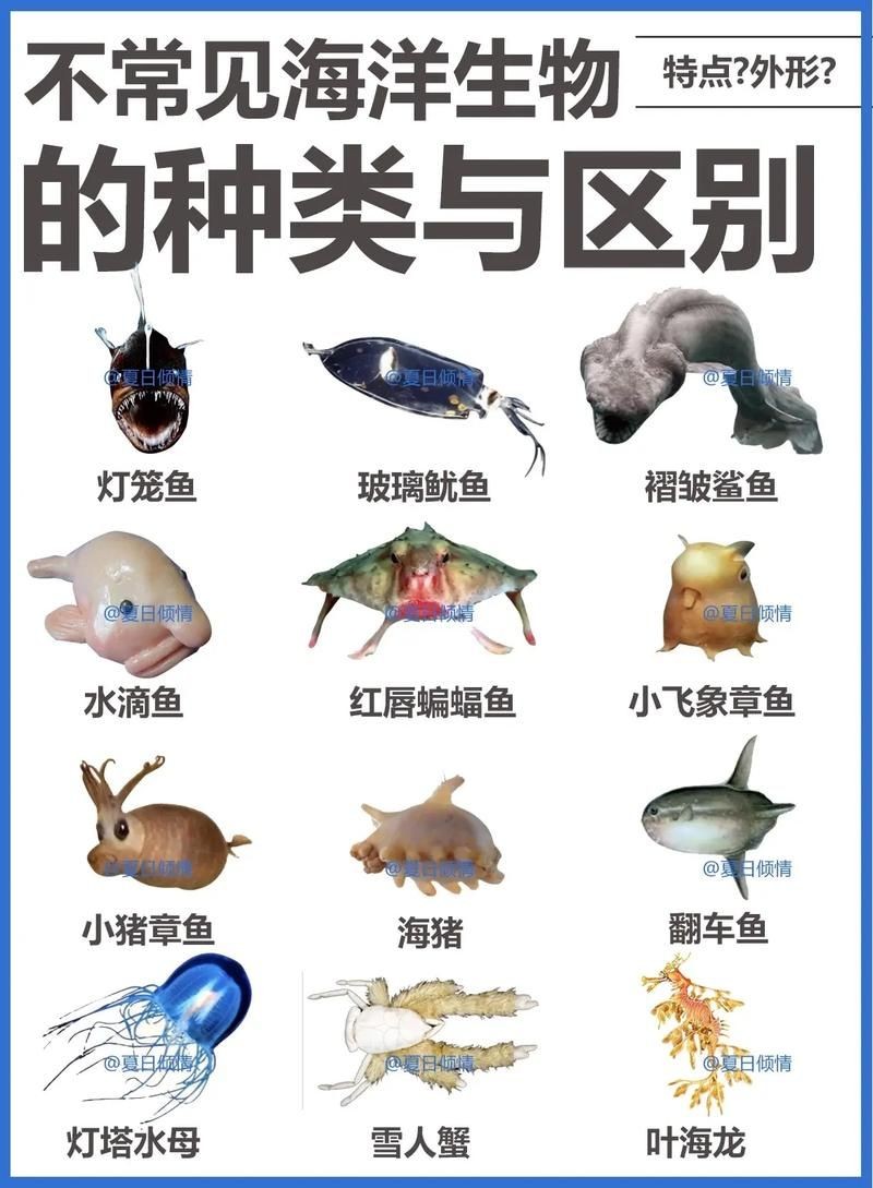 海洋動物圖片大全：*《海洋動物圖片大全》匯聚全球海洋生態系統中極具代表性的動物影像
