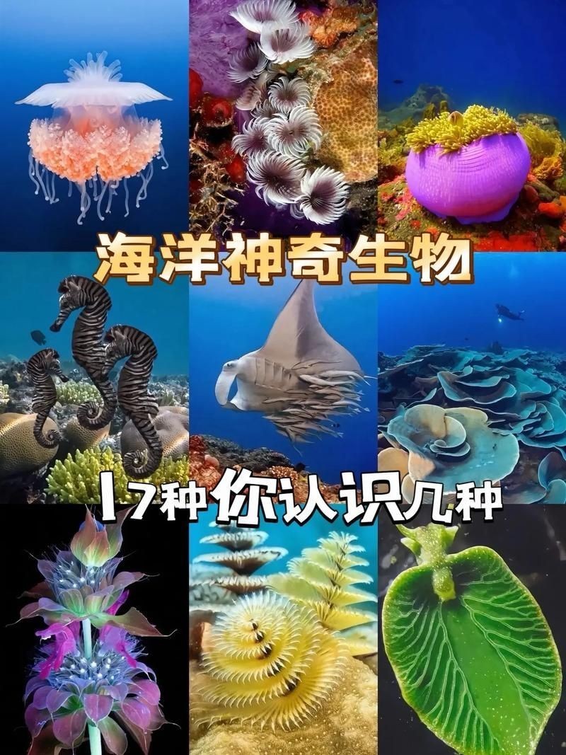 海洋動物圖片大全：*《海洋動物圖片大全》匯聚全球海洋生態系統中極具代表性的動物影像