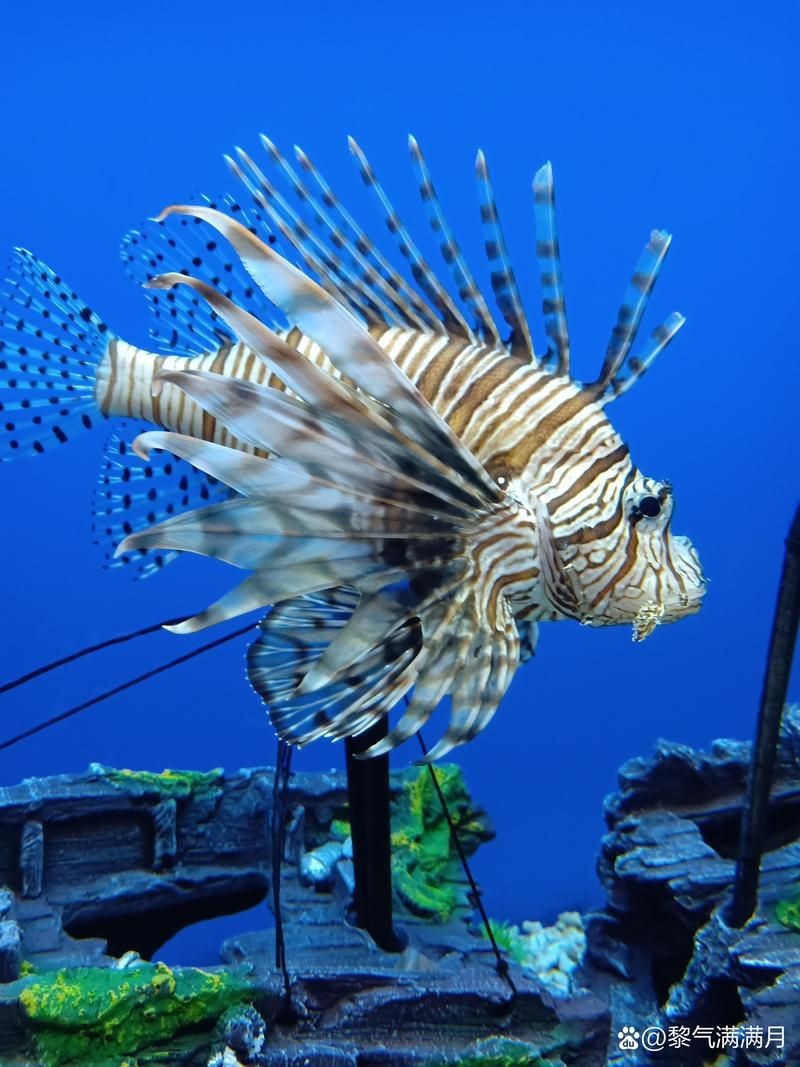 海洋動物圖片大全：*《海洋動物圖片大全》匯聚全球海洋生態系統中極具代表性的動物影像