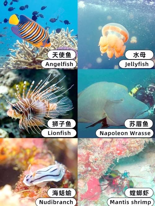 海洋動物圖片大全：*《海洋動物圖片大全》匯聚全球海洋生態系統中極具代表性的動物影像