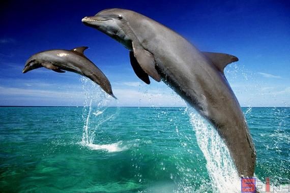 海洋動物圖片大全：*《海洋動物圖片大全》匯聚全球海洋生態系統中極具代表性的動物影像
