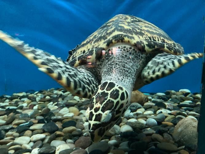 海洋動物圖片大全：*《海洋動物圖片大全》匯聚全球海洋生態系統中極具代表性的動物影像