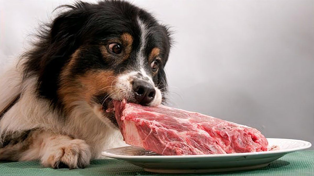 海豹的肉能生吃嗎：海豹肉能不能生吃？