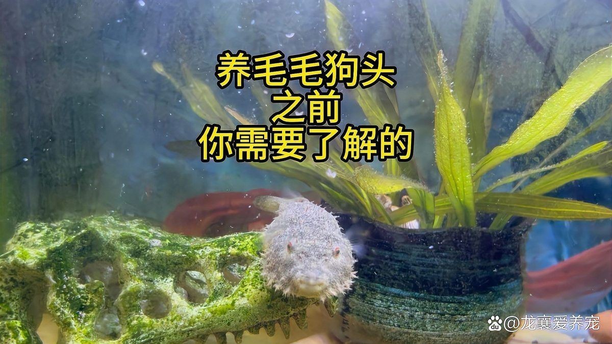 狗頭魚最兇的：毛毛狗頭魚的兇猛品種，毛毛狗頭的兇猛程度遠超其他同類