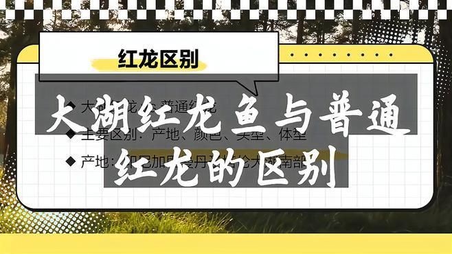 紅龍魚哪個產地最好：探秘印尼紅龍魚原產地