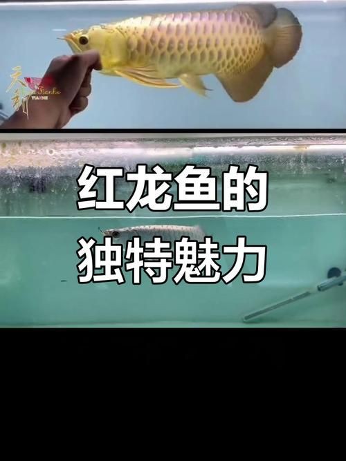 紅龍魚蒙眼最怕三個東西圖片：紅龍魚蒙眼怎么辦