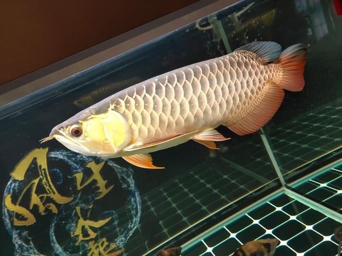 金老虎魚又叫什么名字,圖片大全：日本展出罕見老虎魚通體金黃引游客圍觀(圖)