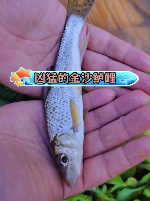 金老虎魚又叫什么名字,圖片大全：日本展出罕見老虎魚通體金黃引游客圍觀(圖)
