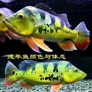 金老虎魚又叫什么名字,圖片大全：日本展出罕見老虎魚通體金黃引游客圍觀(圖)