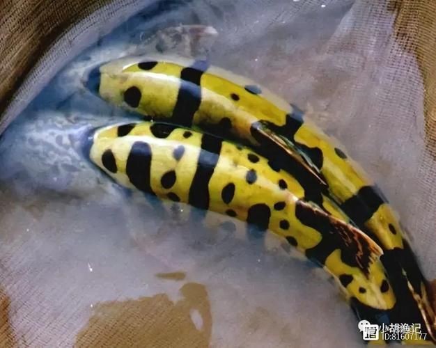 金老虎魚又叫什么名字,圖片大全：日本展出罕見老虎魚通體金黃引游客圍觀(圖)