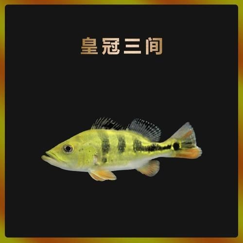 金老虎魚又叫什么名字,圖片大全：日本展出罕見老虎魚通體金黃引游客圍觀(圖)