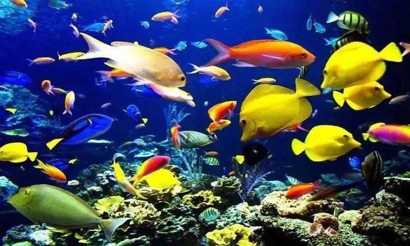太原水族店：00后“水族王子”創業史太原水族工廠店千萬別買這家 太原水族店：00后“水族王子”創業史太原水族工廠店千萬別買這家 全國水族館企業名錄 第3張
