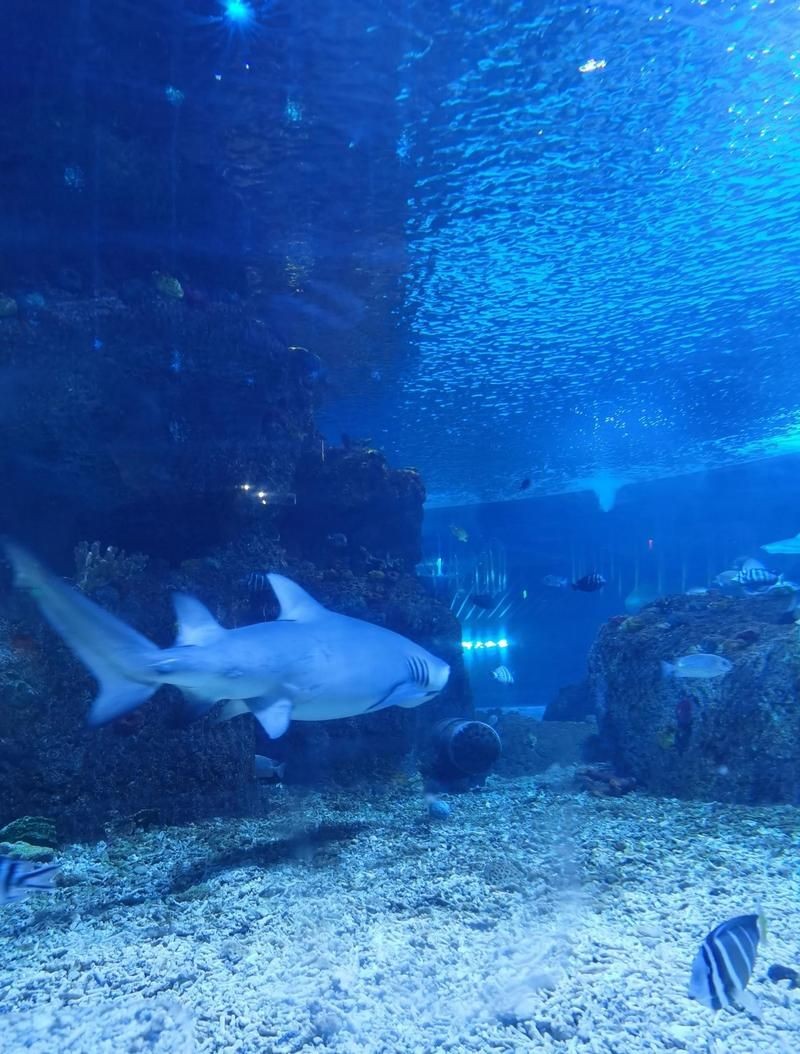 太原水族店：00后“水族王子”創業史太原水族工廠店千萬別買這家 太原水族店：00后“水族王子”創業史太原水族工廠店千萬別買這家 全國水族館企業名錄 第5張