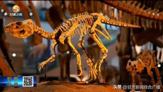 金川龍：探秘金川龍——《甘肅日報》整版揭秘 金川龍：探秘金川龍——《甘肅日報》整版揭秘 龍魚百科 第5張