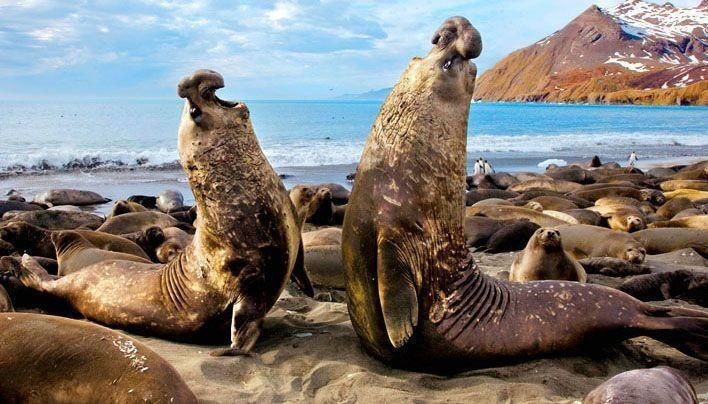 海象長什么樣子：海洋哺乳)odobenusrosmarusrosmarus)