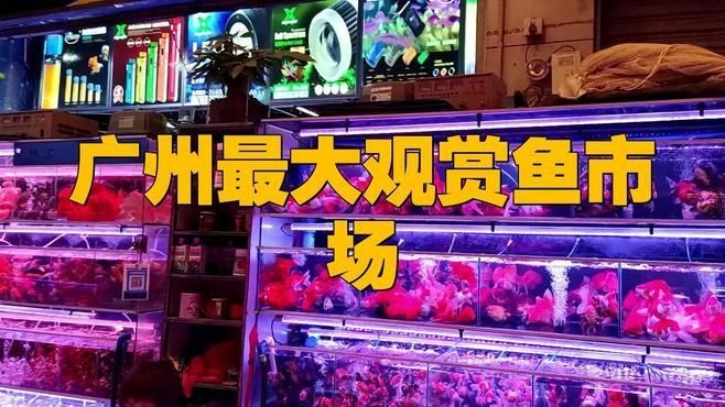 廣州最大的觀賞魚批發(fā)市場(chǎng)：廣州拍照探訪廣州最大花鳥魚蟲市場(chǎng)蟹蟹libra美如畫 廣州最大的觀賞魚批發(fā)市場(chǎng)：廣州拍照探訪廣州最大花鳥魚蟲市場(chǎng)蟹蟹libra美如畫 全國水族館企業(yè)名錄 第2張