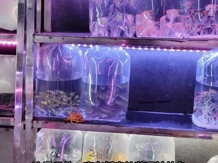 廣州最大的觀賞魚批發(fā)市場(chǎng)：廣州拍照探訪廣州最大花鳥魚蟲市場(chǎng)蟹蟹libra美如畫 廣州最大的觀賞魚批發(fā)市場(chǎng)：廣州拍照探訪廣州最大花鳥魚蟲市場(chǎng)蟹蟹libra美如畫 全國水族館企業(yè)名錄 第9張