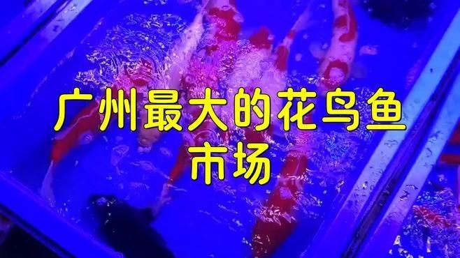 廣州最大的觀賞魚批發(fā)市場(chǎng)：廣州拍照探訪廣州最大花鳥魚蟲市場(chǎng)蟹蟹libra美如畫 廣州最大的觀賞魚批發(fā)市場(chǎng)：廣州拍照探訪廣州最大花鳥魚蟲市場(chǎng)蟹蟹libra美如畫 全國水族館企業(yè)名錄 第7張