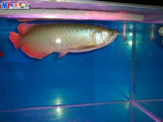 號半紅龍魚圖片：“號半紅龍魚”經典圖片展開詳細解讀號半紅龍魚24