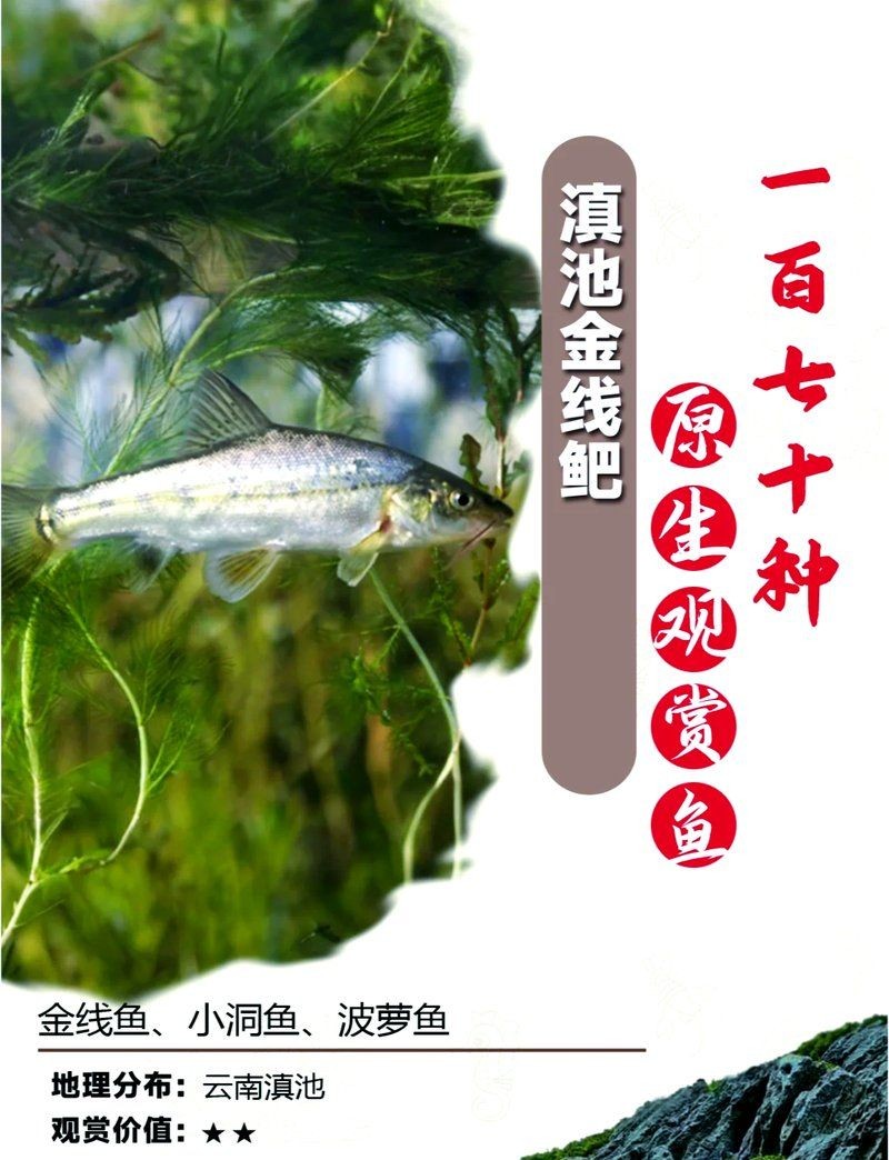 金波蘿魚是觀賞魚嗎：金波蘿魚（滇池金線鲃(金線魚）適合混養嗎
