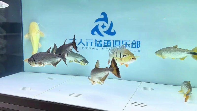 哥倫比亞巨暴魚單養還是混養：哥倫比亞巨暴魚單養與混養哪個更適合新手？ 哥倫比亞巨暴魚單養還是混養：哥倫比亞巨暴魚單養與混養哪個更適合新手？ 龍魚論壇 第2張