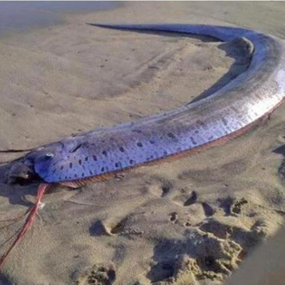 海龍王是什么魚：“海龍王”與傳說中的“海龍王” 海龍王是什么魚：“海龍王”與傳說中的“海龍王” 龍魚論壇 第1張