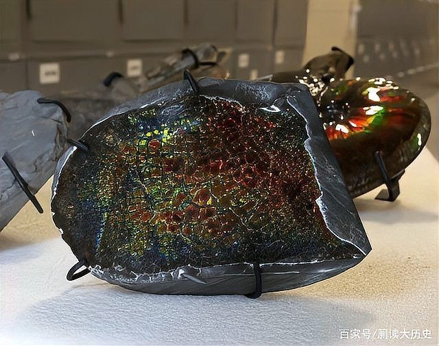 海龍王是什么魚：“海龍王”與傳說中的“海龍王” 海龍王是什么魚：“海龍王”與傳說中的“海龍王” 龍魚論壇 第15張