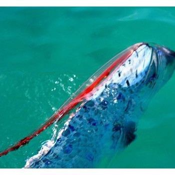 海龍王是什么魚：“海龍王”與傳說中的“海龍王” 海龍王是什么魚：“海龍王”與傳說中的“海龍王” 龍魚論壇 第7張